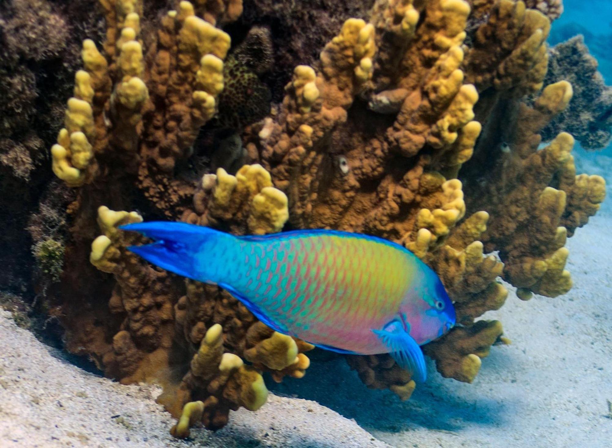 The Rarotongan Beach Resort & Lagoonarium Экстерьер фото